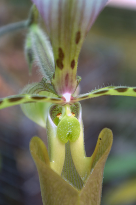 Paphiopedilum 'Hayn'