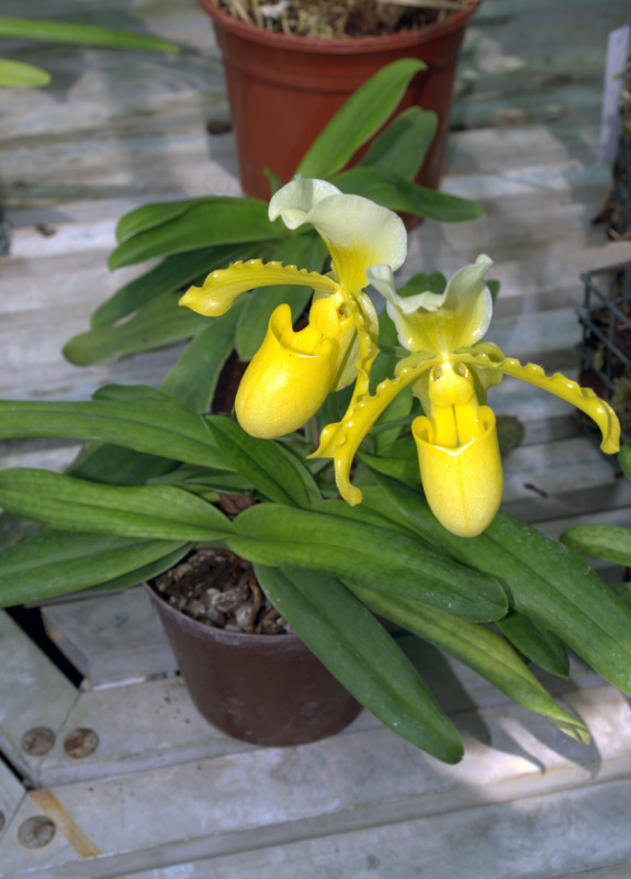 Paphiopedilum doraeus, Sabot de Vénus