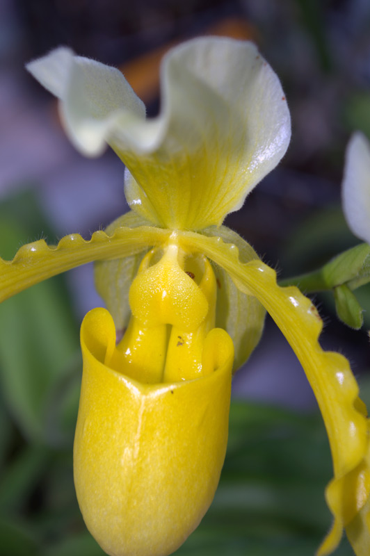 Paphiopedilum doraeus, Sabot de Vénus
