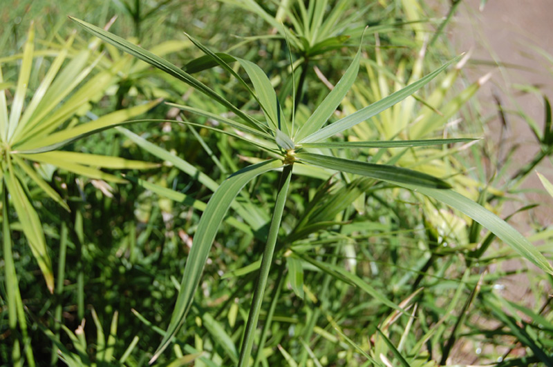 Papyrus à feuilles alternes