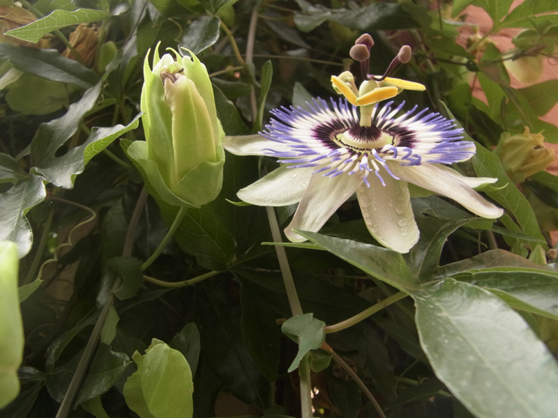Passiflore bleue