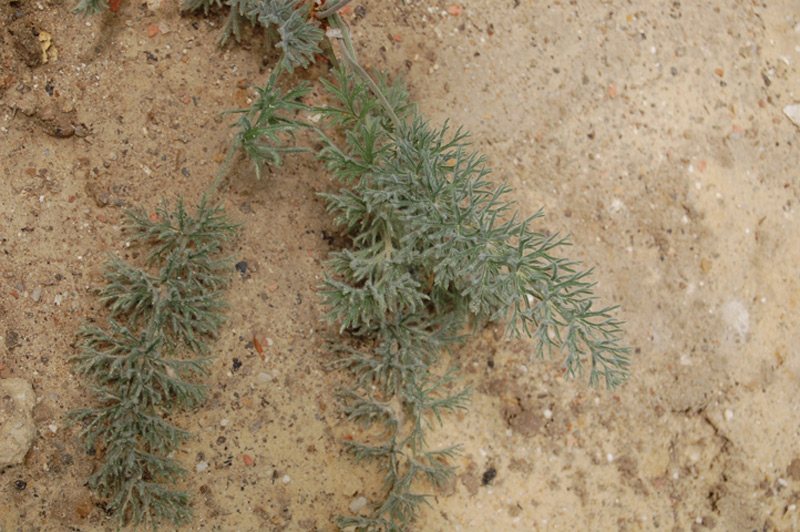 Pélargonium bowkeri