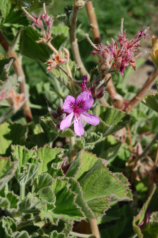 Pélargonium à feuillage odorant