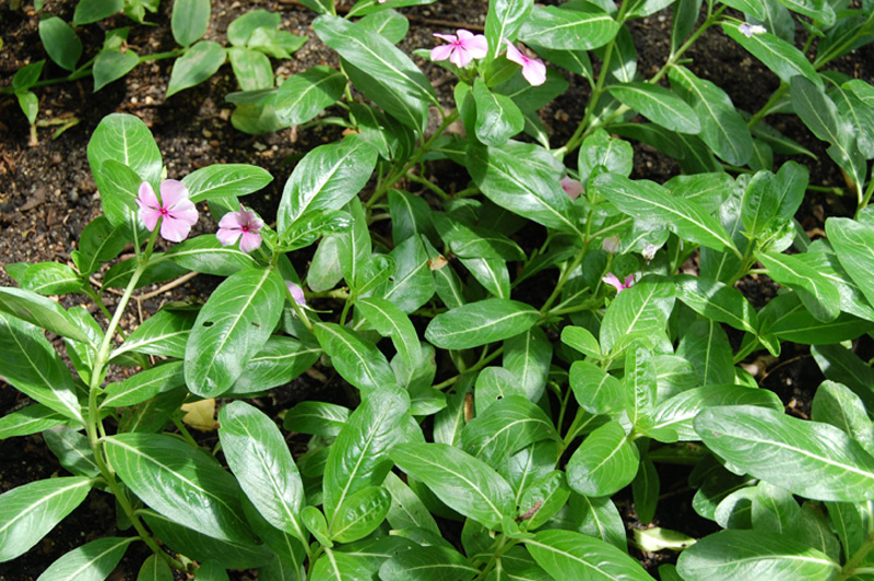 Pervenche de Madagascar