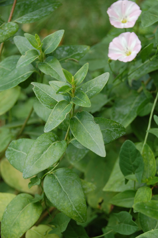 Pervenche intermédiaire