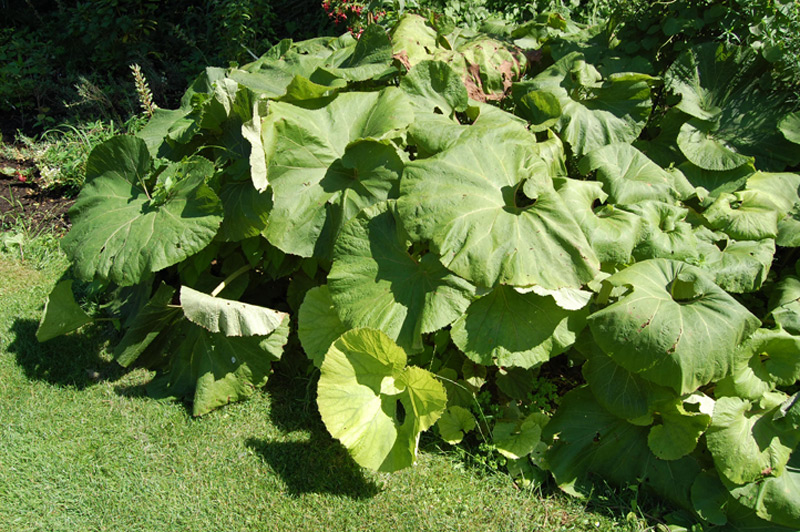 Pétasite géant du Japon