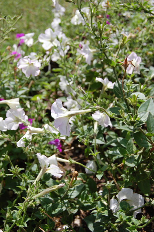 Pétunia blanc