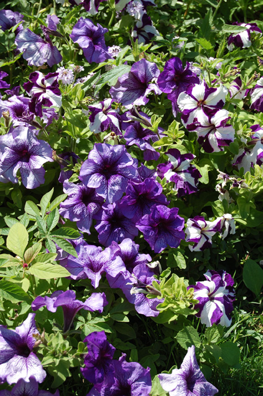 Pétunia à grandes fleurs 'Parade'