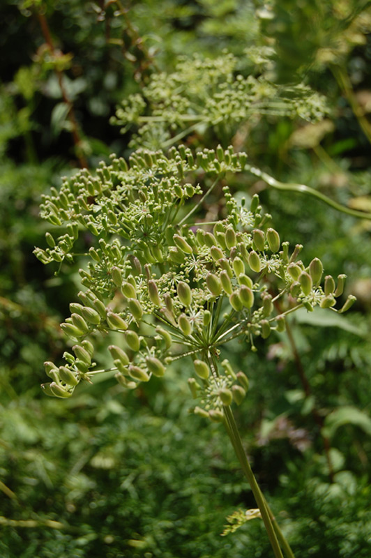 Peucédan d'Autriche