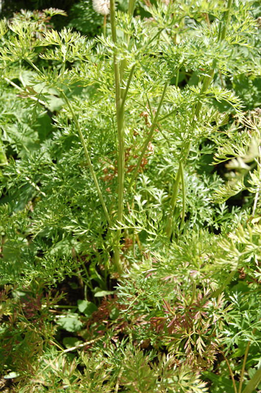 Peucédan d'Autriche