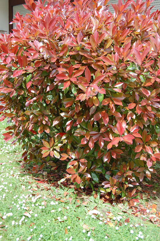 Photinia de Fraser