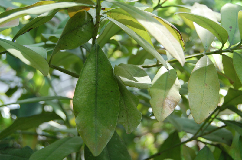 Piment de la Jamaïque, Poivre de la Jamaïque, Piment quatre épices, Piment giroflée