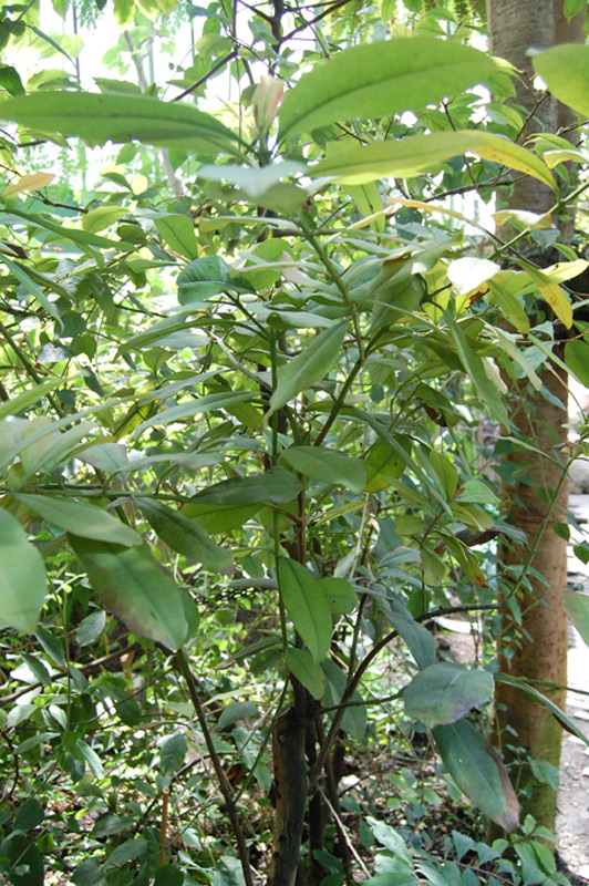 Piment de la Jamaïque, Poivre de la Jamaïque, Piment quatre épices, Piment giroflée