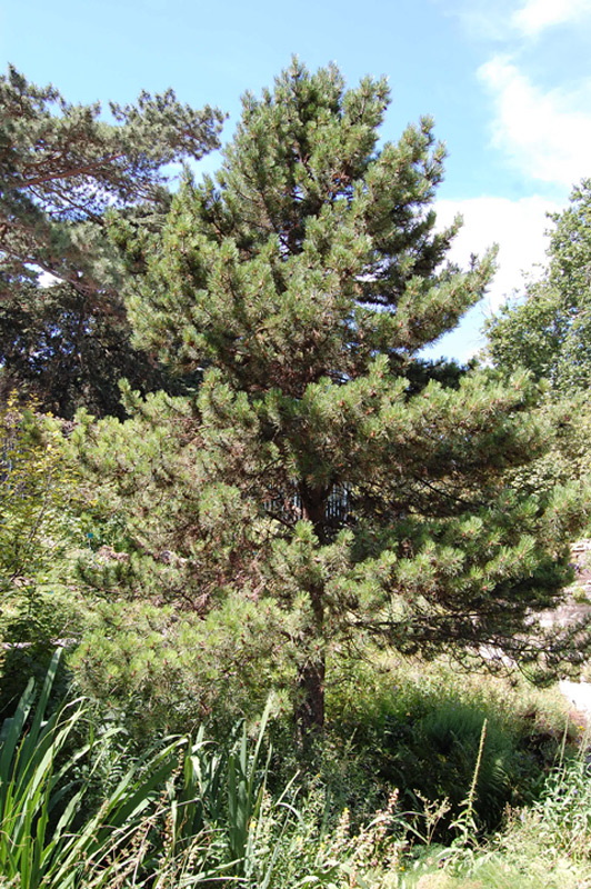 Pin à crochets, Pin de Briançon