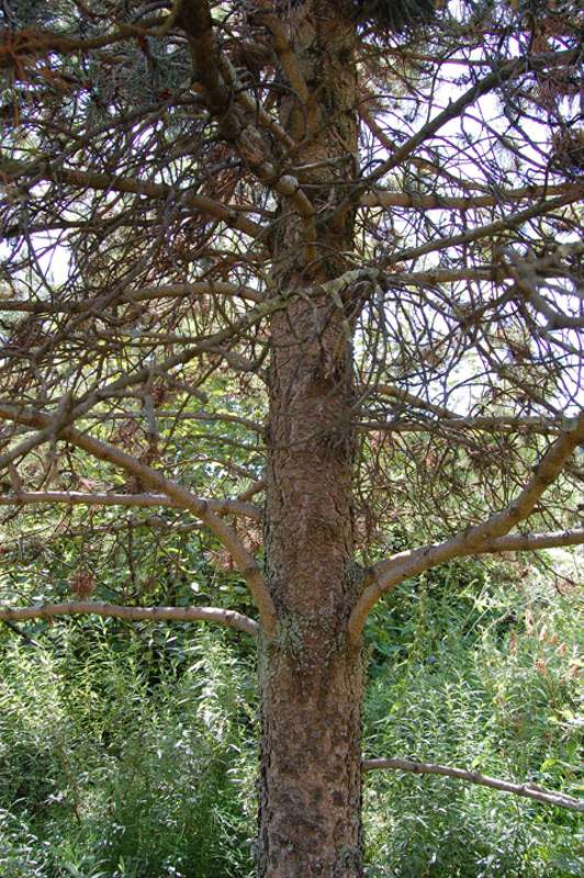 Pin à crochets, Pin de Briançon