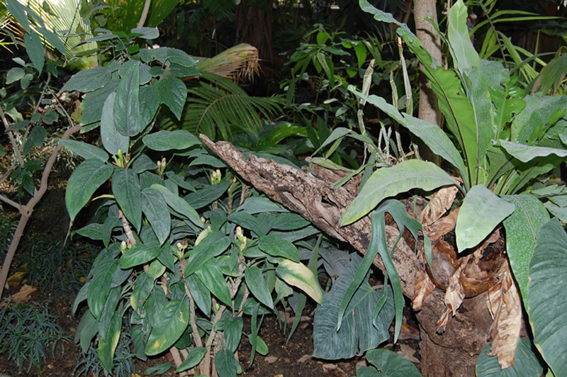 Pin céleri de Malaisie