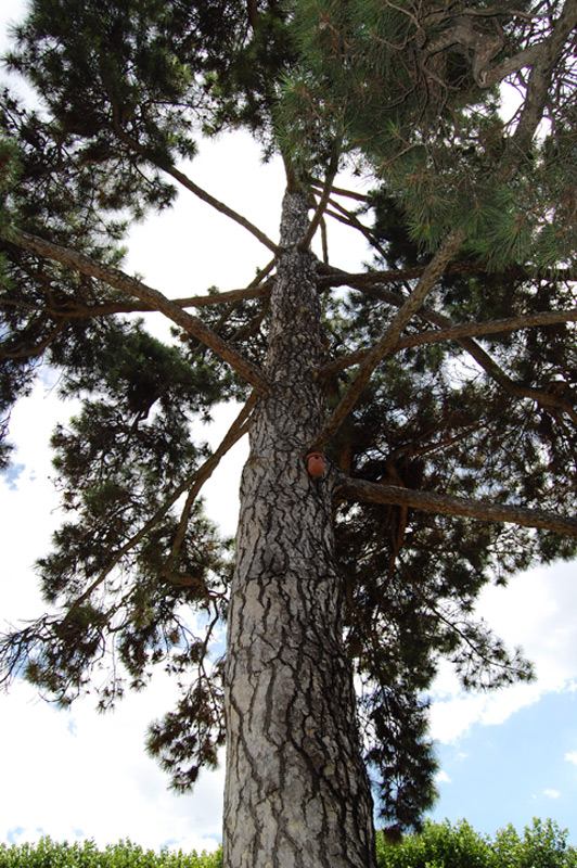 Pin laricio de Corse, Pin torche