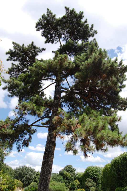 Pin laricio de Corse, Pin torche