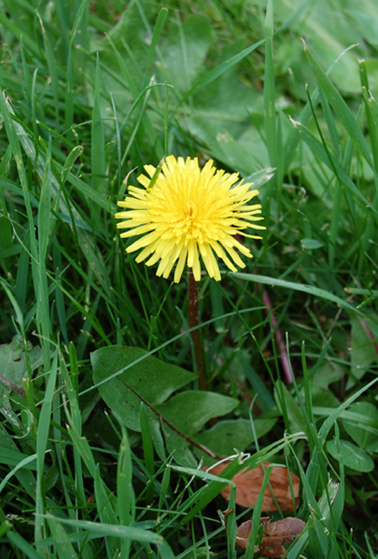 Pissenlit commun, Pissenlit officinal