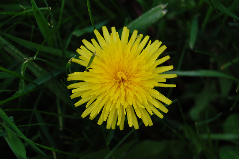 Pissenlit commun, Pissenlit officinal