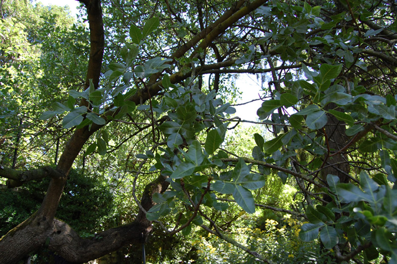 Pistachier commun, Pistachier vrai