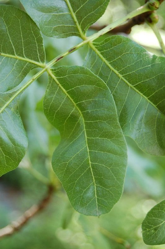 Pistachier commun, Pistachier vrai