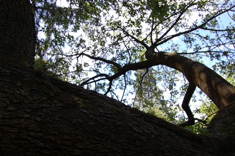 Pistachier commun, Pistachier vrai