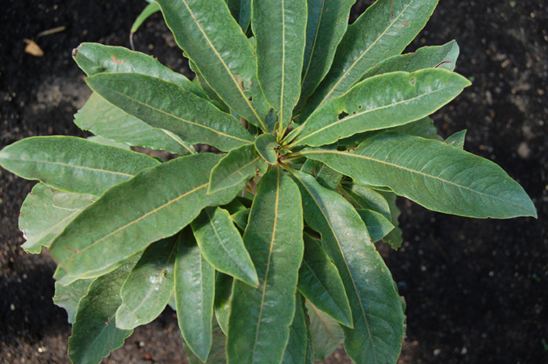 Pittosporum malaxanii