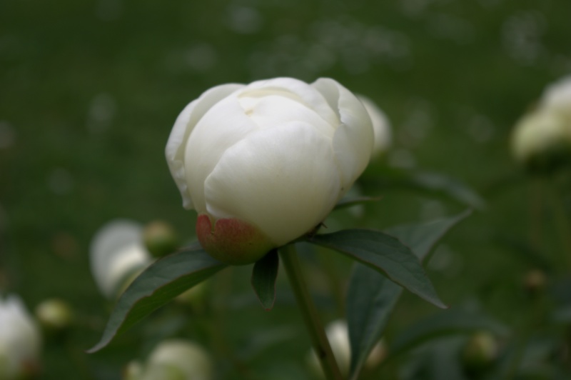Pivoine 'Mrs F.D. Roosevelt'
