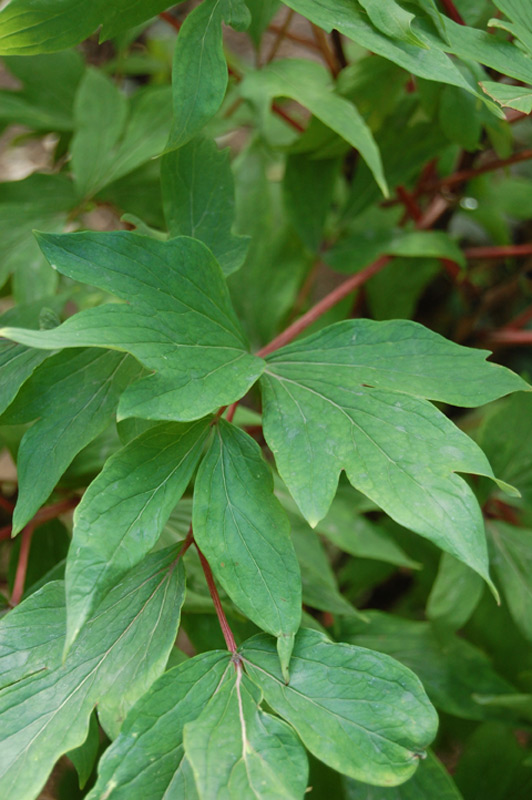 Pivoine 'Shin Koku Shoku'