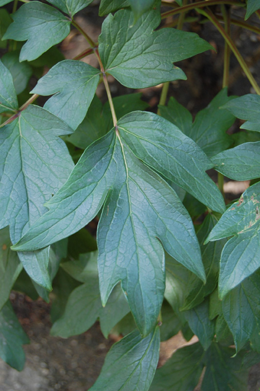 Pivoine 'Yatska Jishi'