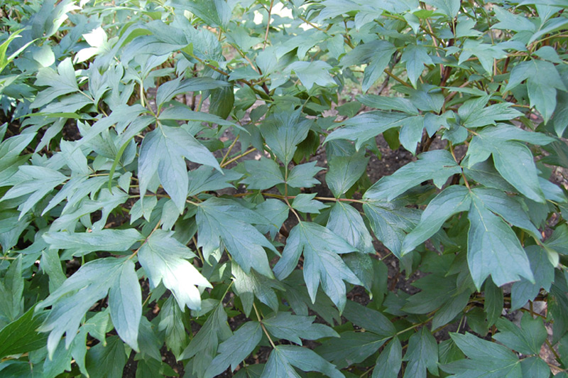 Pivoine 'Yatska Jishi'