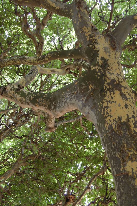 Platane commun, Platane à feuilles d’érable