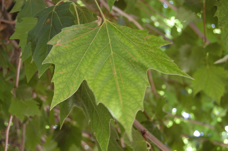 Platane commun, Platane à feuilles d’érable