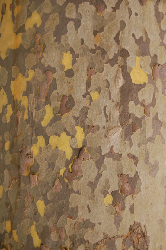 Platane commun, Platane à feuilles d’érable