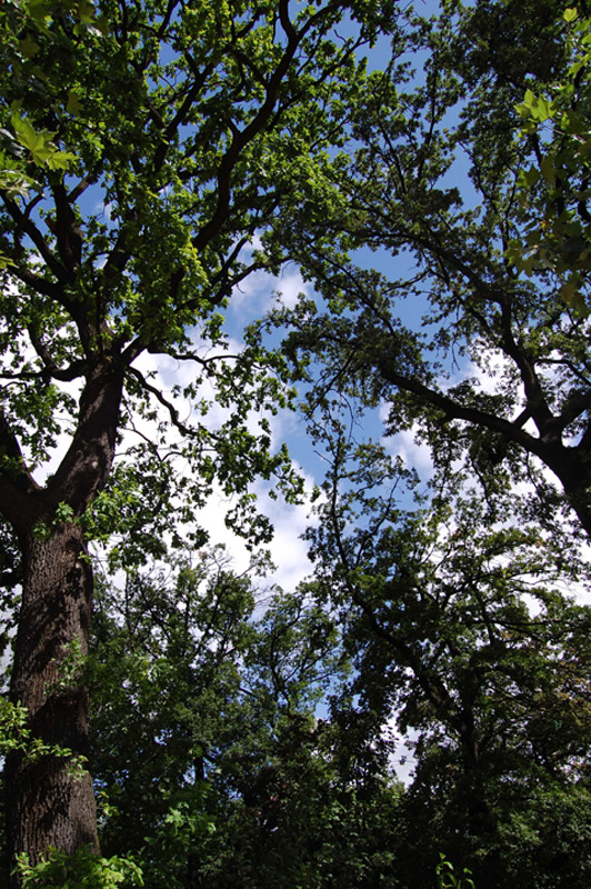 Platane commun, Platane à feuilles d’érable