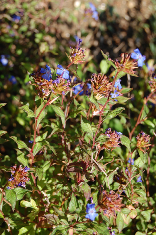 Plumbago de Willmott