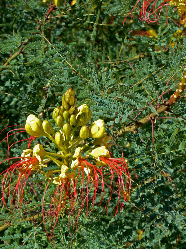 Poinciana nain jaune