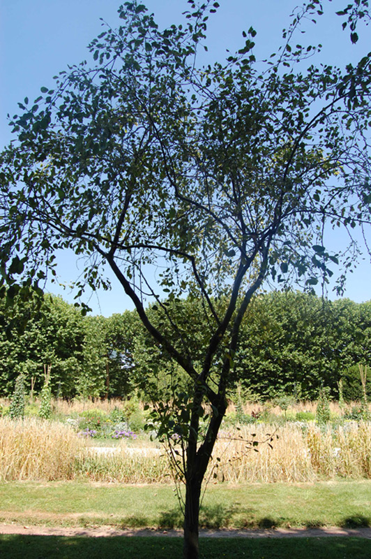 Pommier d'ornement nain