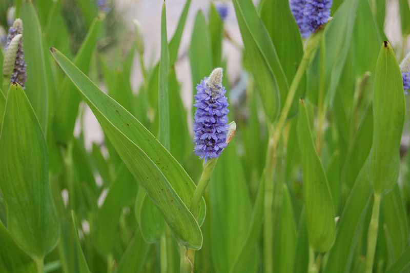 Pontédérie à feuilles lancéolées