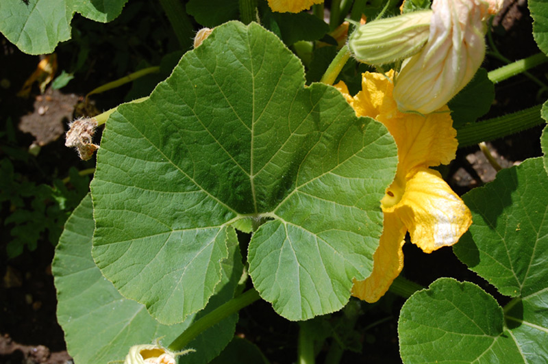 Potiron, Gourde, Potimarron