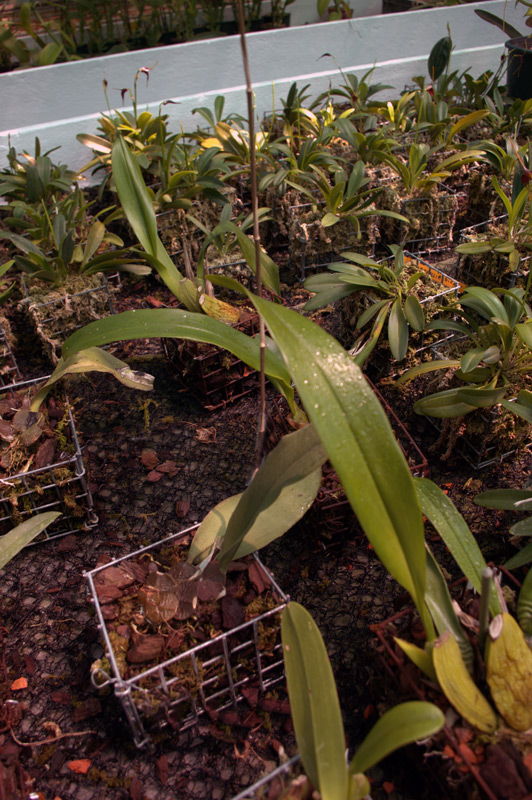 Orchidée papillon, Psychopsis papilio
