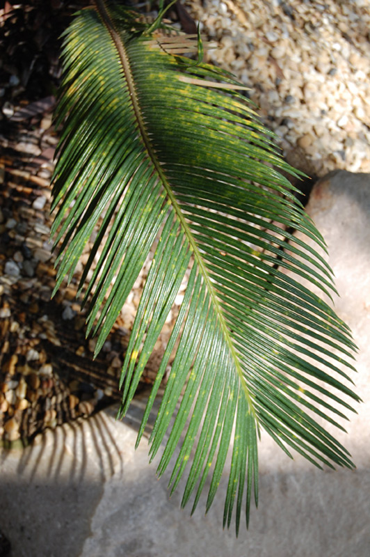 Sagou du Japon, Cycas du Japon, Sagoutier, Palmier de la paix