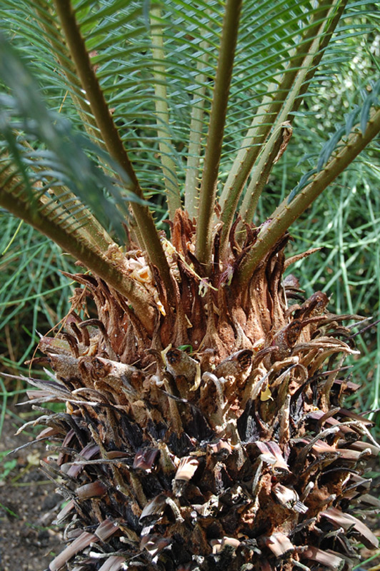 Sagou du Japon, Cycas du Japon, Sagoutier, Palmier de la paix