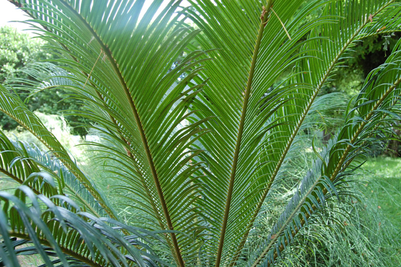 Sagou du Japon, Cycas du Japon, Sagoutier, Palmier de la paix