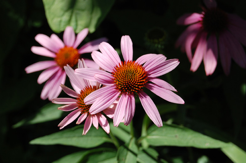 Rudbeckia pourpre 'Magnus'