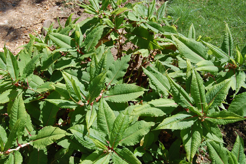 Renouée à épis nombreux