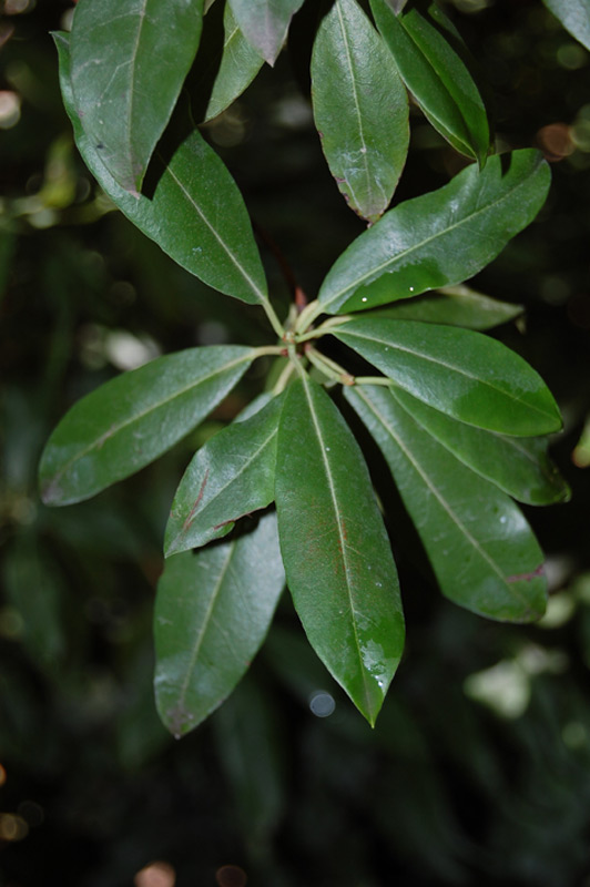 Rhododendron charianthum