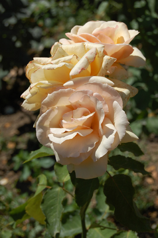 Rosier 'A Caen la Paix' Orakah