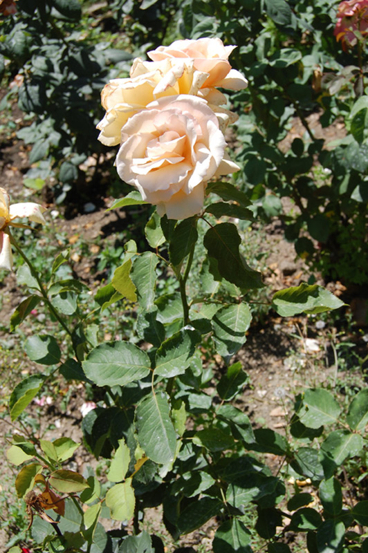 Rosier  'A Caen la Paix' Orakah